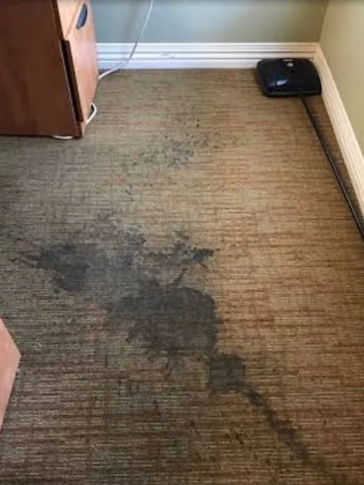 Before: a brown carpet with a large dark spill running from the middle of the room to the doorway